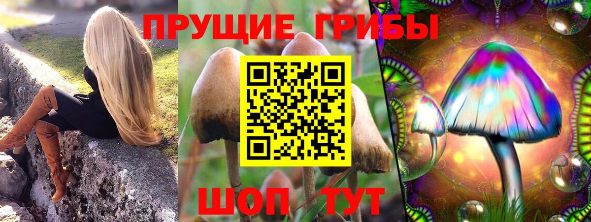 Кимры  наркота  Вход с VPN  Псилоцибиновые грибы MAGIC MUSHROOMS  Псилоцибиновые грибы Psilocybine cubensis 